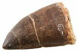 Fossil Mosasaur (Thalassotitan) Tooth - Morocco #341517-1